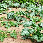 Agroturismo Il Raduno