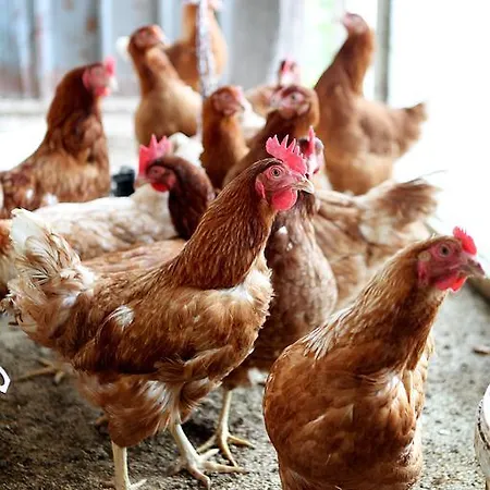 Alojamento de Turismo Rural Il Raduno