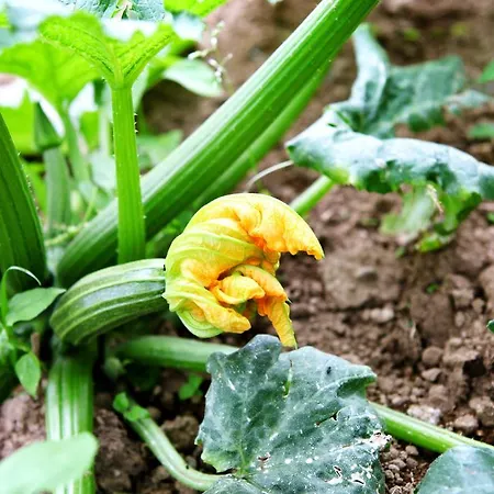 Il Raduno Alojamento de Turismo Rural