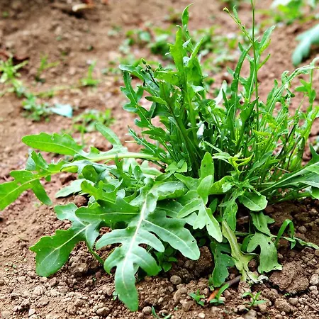 Il Raduno Alojamento de Turismo Rural *