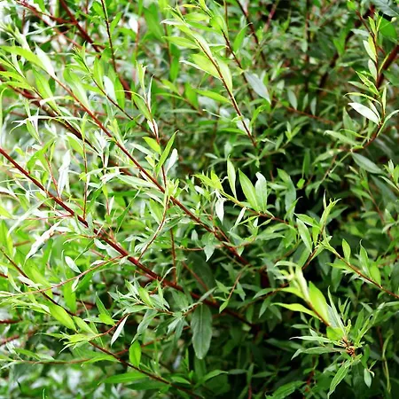 Il Raduno Alloggio per agriturismo *