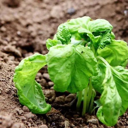 Alloggio per agriturismo Il Raduno *