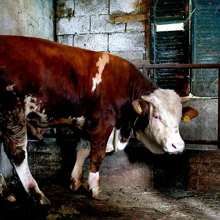 Il Raduno * Tramonti