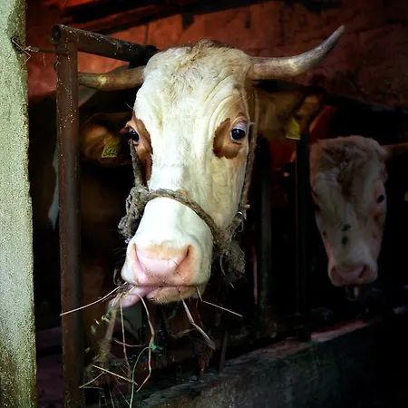 Il Raduno Alloggio per agriturismo *