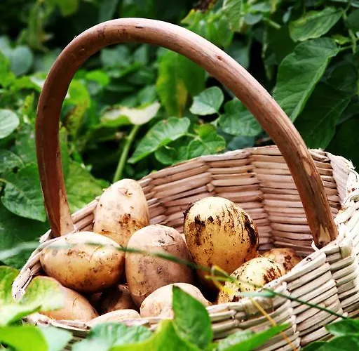 Κατάλυμα σε φάρμα Il Raduno