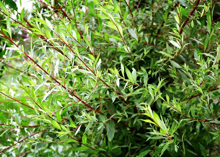 Il Raduno Κατάλυμα σε φάρμα *