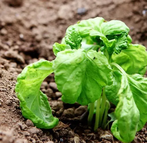 Κατάλυμα σε φάρμα Il Raduno *