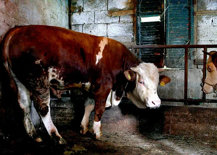 Il Raduno * Tramonti