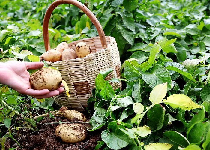 Il Raduno Κατάλυμα σε φάρμα