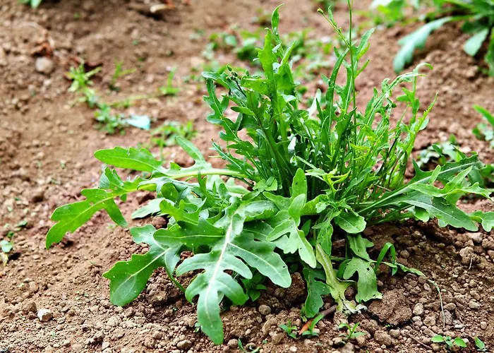 Il Raduno Κατάλυμα σε φάρμα *