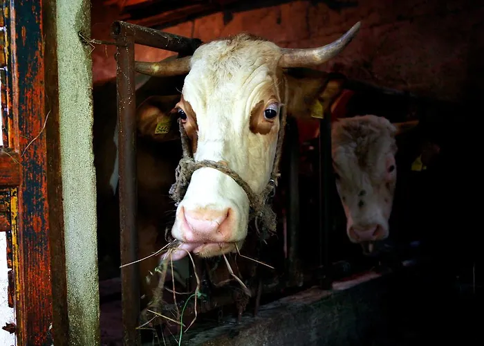 Il Raduno 农家乐 *